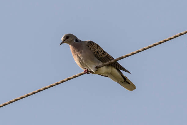 European turtle dove (Streptopelia turtur) perched on a cable