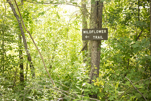Wildflower trail sign in a New England forest during the summer.