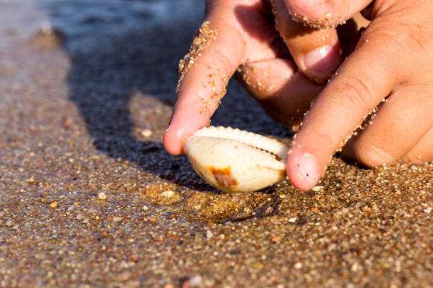istock Children's hands reach for a cowrie 1007374104