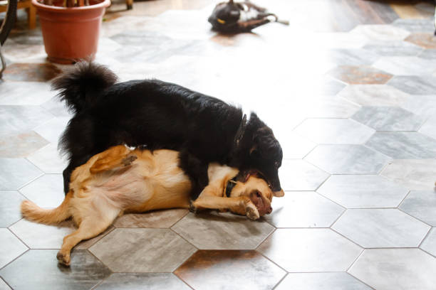 istock Two young dogs play on the floor 1007383932