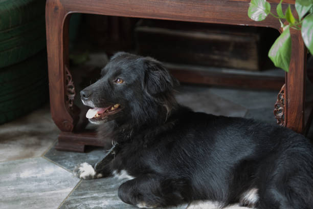 Grovel， dog，animal，