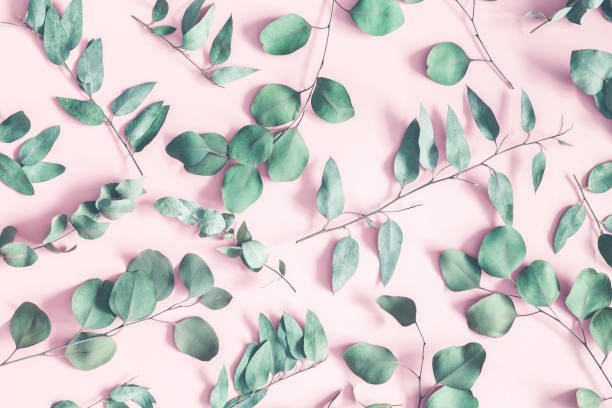 istock Eucalyptus leaves on pastel pink background. Flat lay, top view 1007392524