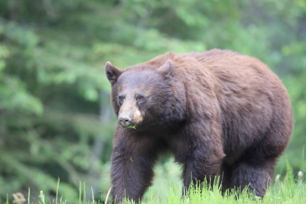 istock American black bear (Ursus americanus) Kanada 1007394670