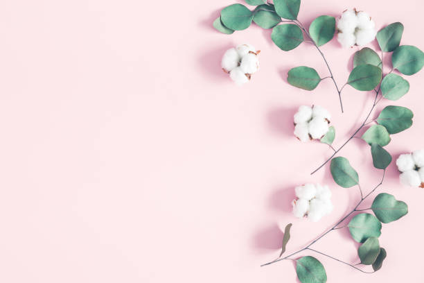 istock Eucalyptus leaves cotton flowers on pink background. Flat lay 1007394674