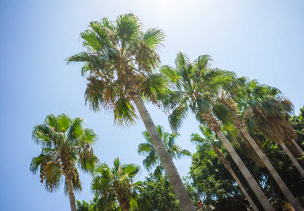 istock Green Tropical Coconut Palm Trees in the Blue Sunny Sky 1007395214