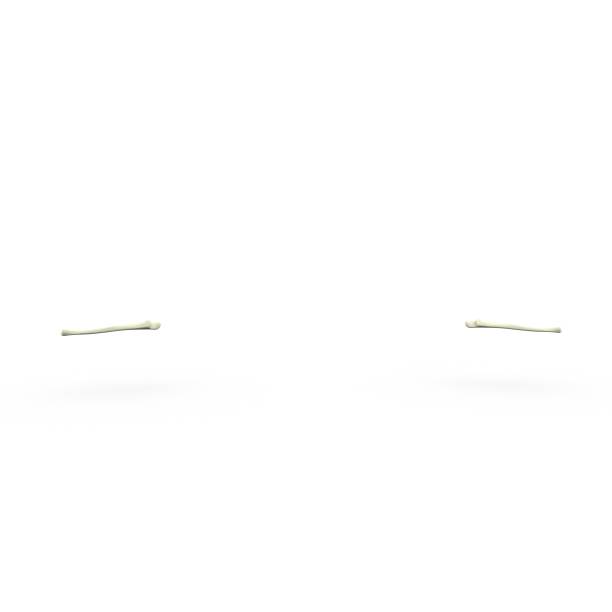 istock 3D illustration of skeletal Ulna 1007398960