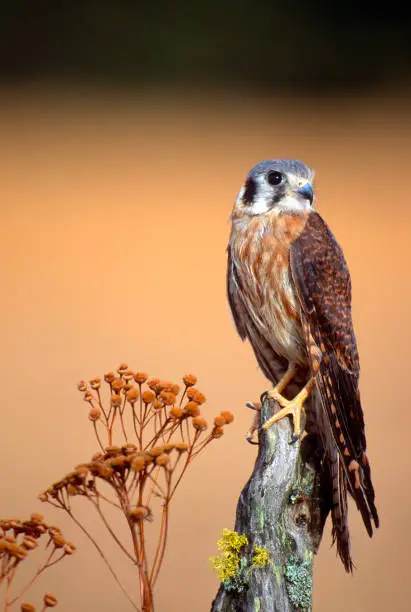 A perched female American Kestrel looks for food in a meadow in Montana.