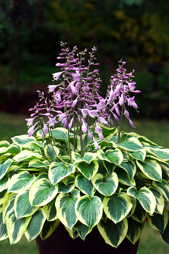 Potted Hosta plant with purple blooms in a garden in Washington.