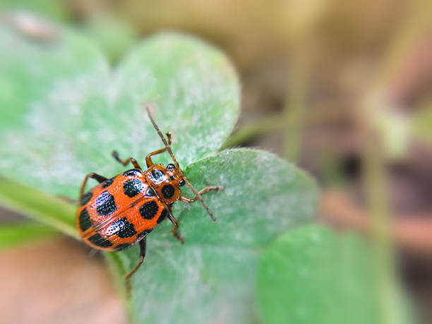istock Close-up of spotted Asparagus beetle on leaf. 1007409526