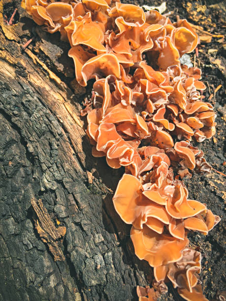 istock Orange Peel Fungus (Aleuria aurantia). 1007409716