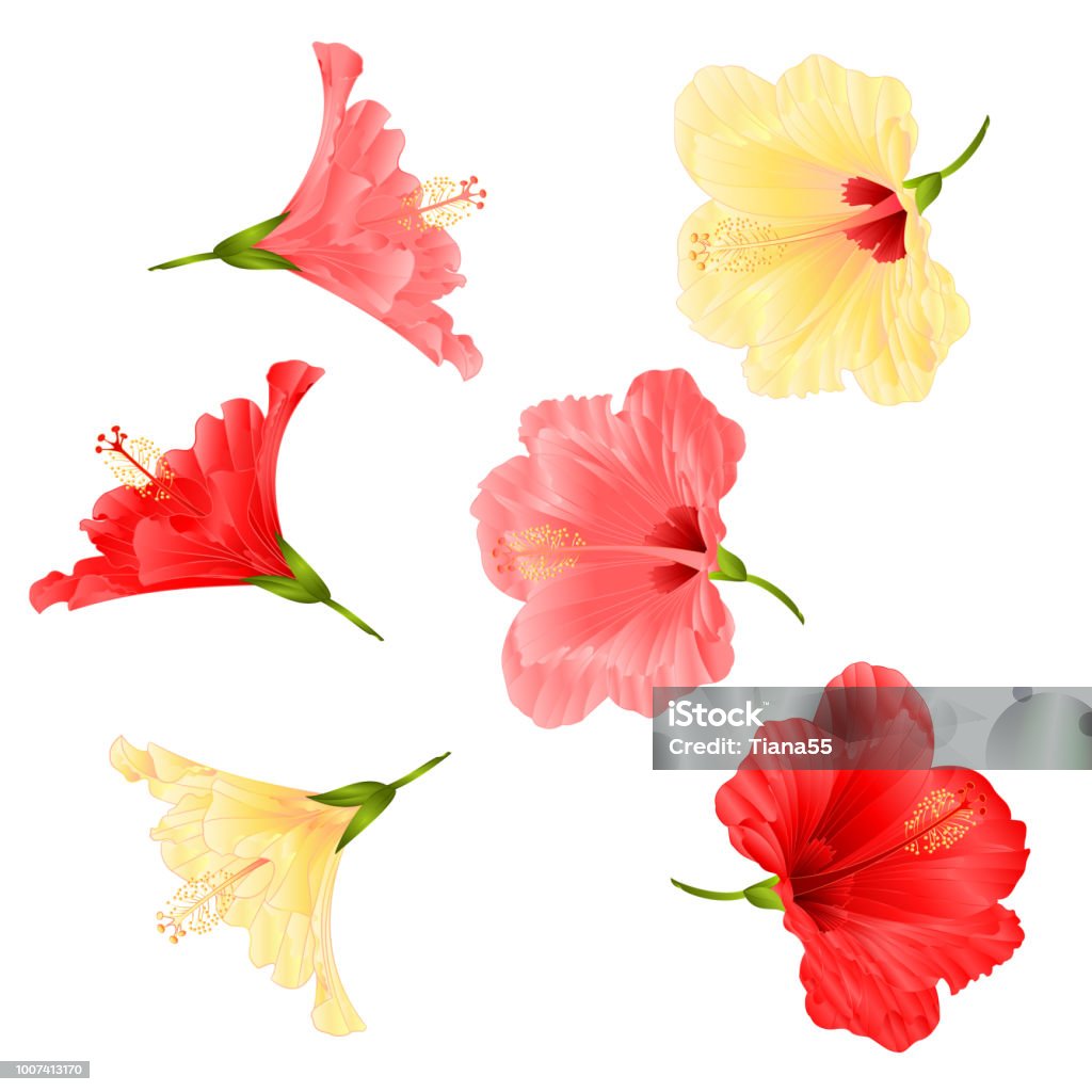 Flowers tropical plant  hibiscus red pink and yellow  on a white background  vintage vector illustration editable Flowers tropical plant  hibiscus red pink and yellow  on a white background  vintage vector illustration editable hand draw Hibiscus stock vector