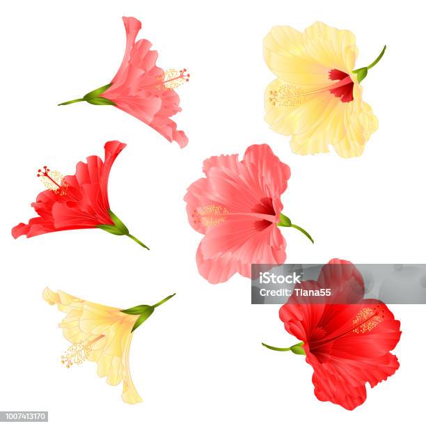 Flowers Tropical Plant Hibiscus Red Pink And Yellow On A White Background Vintage Vector Illustration Editable Stock Illustration - Download Image Now