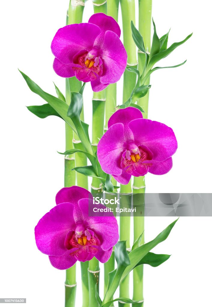 Foto de Bambu Da Sorte E Duas Orquídeas Flores Sobre Fundo Branco e mais  fotos de stock de Asparagaceae - iStock