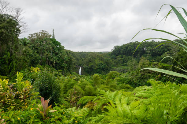 akaka falls en verano - hawaii islands big island waterfall nobody fotografías e imágenes de stock