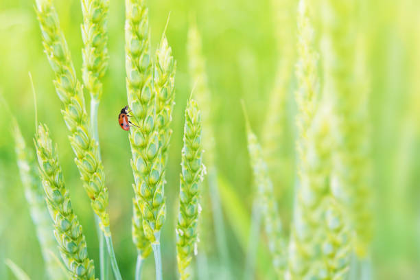 Cereal leaf beetle (Oulema melanopus duftschmidi) on the cereal leaf. It is one of the most important cereals pest.