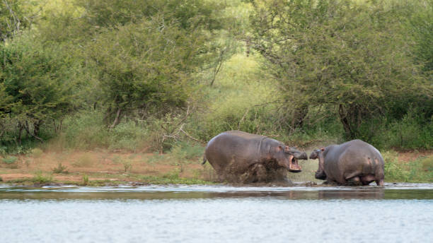 два носорога воюют на берегу озера в - laurasiatheria стоковые фото и изображения