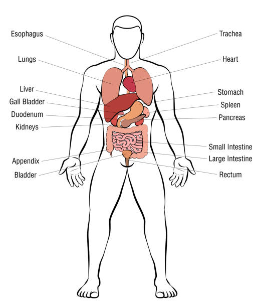 istock Internal organs, male body - schematic human anatomy illustration - isolated vector on white background. 1007416626