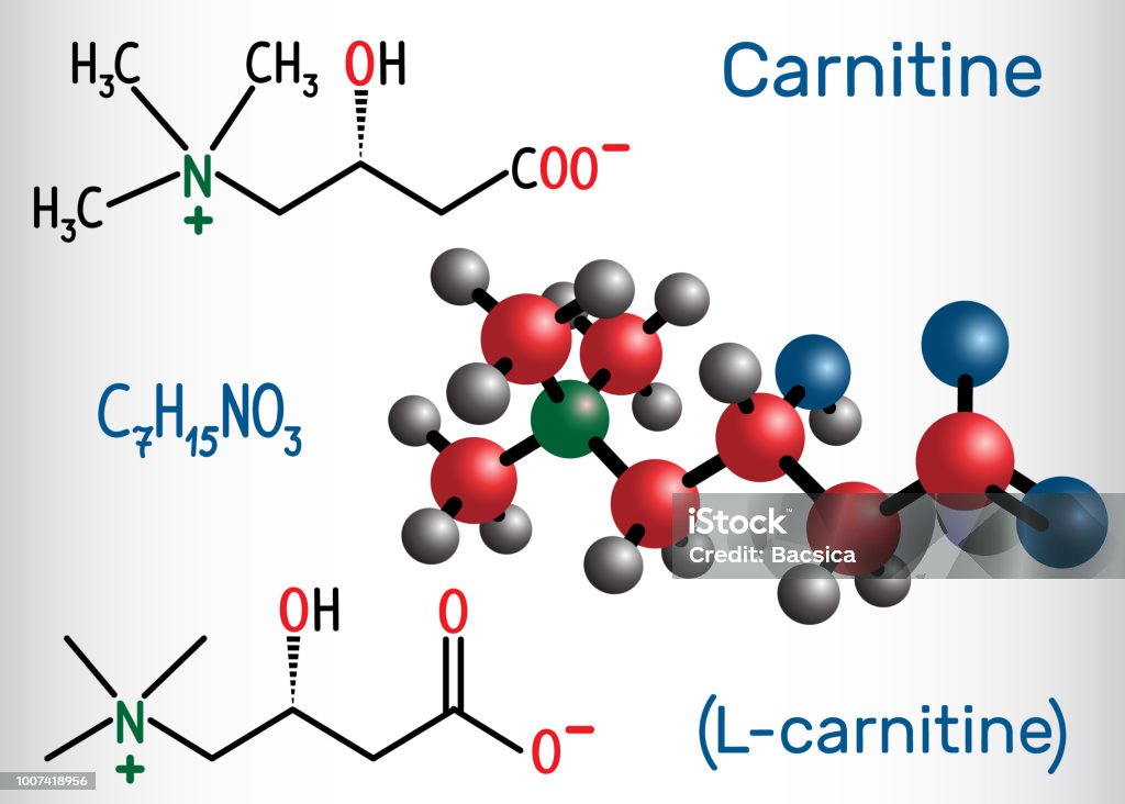 atom l carnitine Carnitine Molecule Structural Chemical Formula And Molecule Model Stock Illustration atom l carnitine Carnitine Molecule Structural Chemical Formula And Molecule Model Stock Illustration
