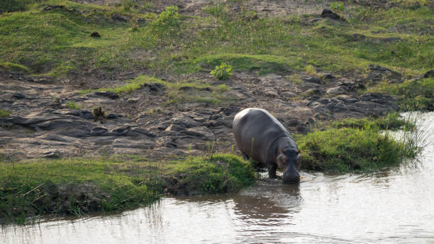 бегемот гуляет по берегу реки в африке - laurasiatheria стоковые фото и изображения