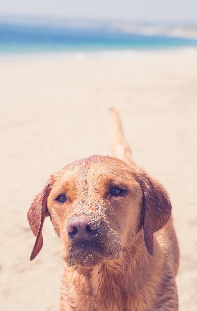 labrador en una playa de arena - 5519 fotografías e imágenes de stock