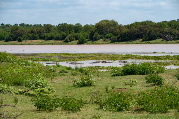 бегемоты в африке внутри реки, окруженной красивым африканским пейзажем - laurasiatheria стоковые фото и изображения