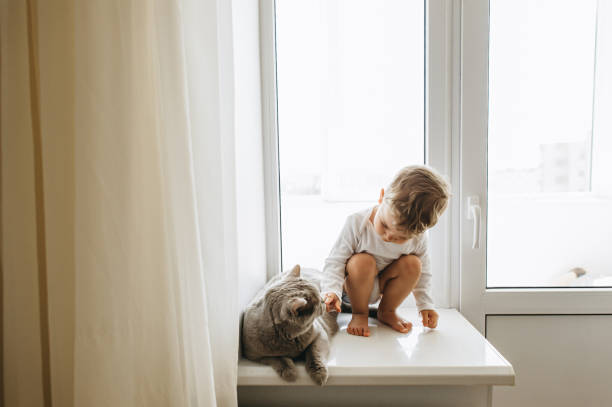 自宅の窓辺に座っている灰色のブリティッシュショートヘアの猫とかわいい小さな子 - window light window sill home interior ストックフォトと画像