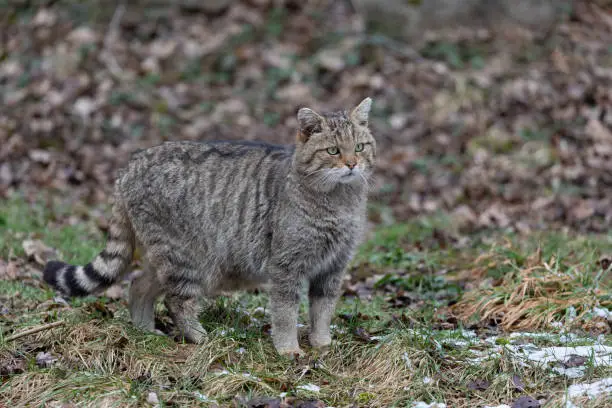 European wildcat (Felis silvestris silvestris) in winter. The European wildcat is on average bigger and stouter than the domestic cat, has longer fur and a shorter non-tapering bushy tail. It has a striped fur and a dark dorsal band.