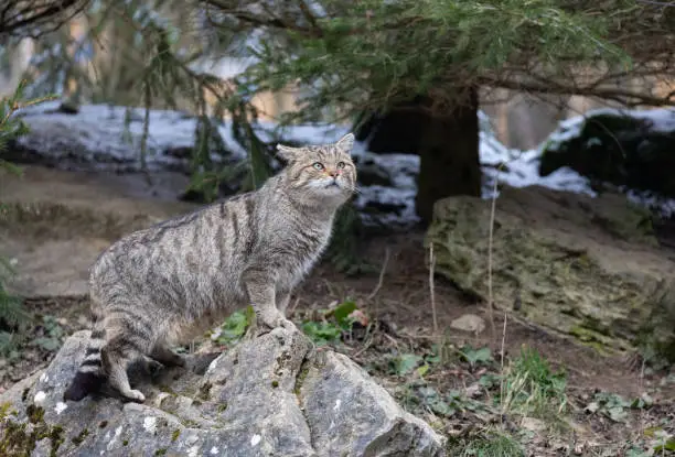 Photo of European wildcat (Felis silvestris silvestris) standing on a rock