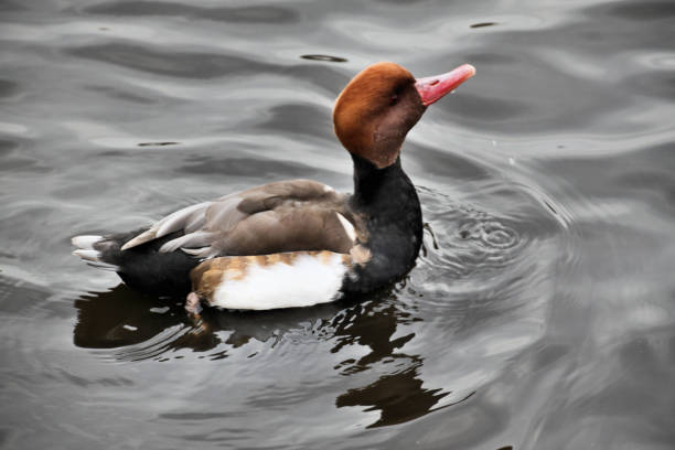istock A picture of a Pochard Duck 1007426134