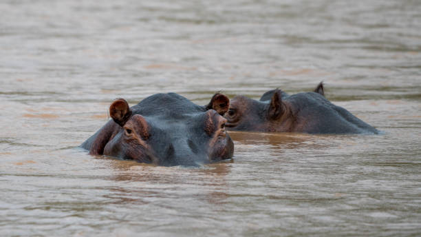 бегемоты в реке в африке, имеющие ванну - laurasiatheria стоковые фото и изображения