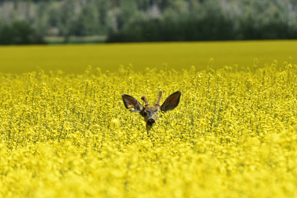 Baby Deer and Bright Yellow Canola Field