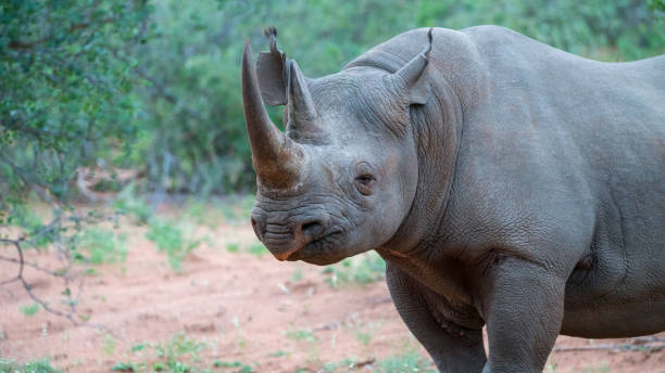 портрет черного носорога в африканском кусте - laurasiatheria стоковые фото и изображения
