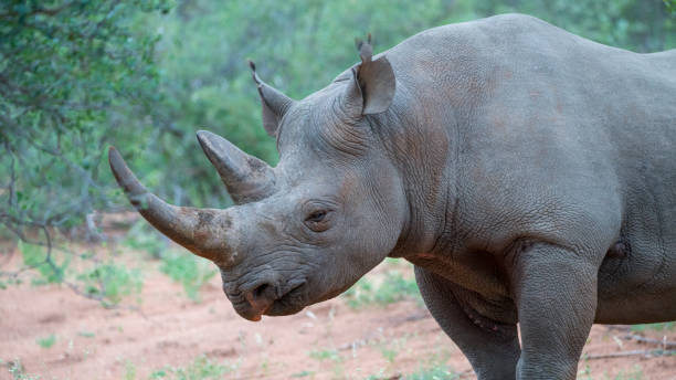 портрет черного носорога в африканском кусте - laurasiatheria стоковые фото и изображения