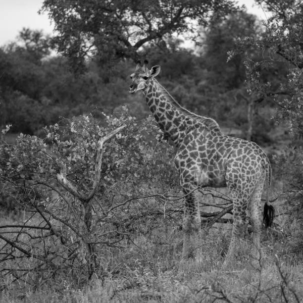 жираф в африканском кусте наблюдает вокруг - laurasiatheria стоковые фото и изображения