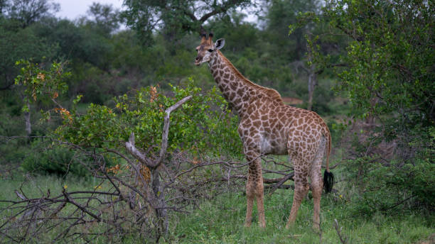 istock a giraffe in the African bush is watching around 1007430902