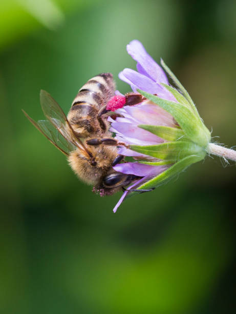 istock Honey bee in Pincushion flower 1007431006