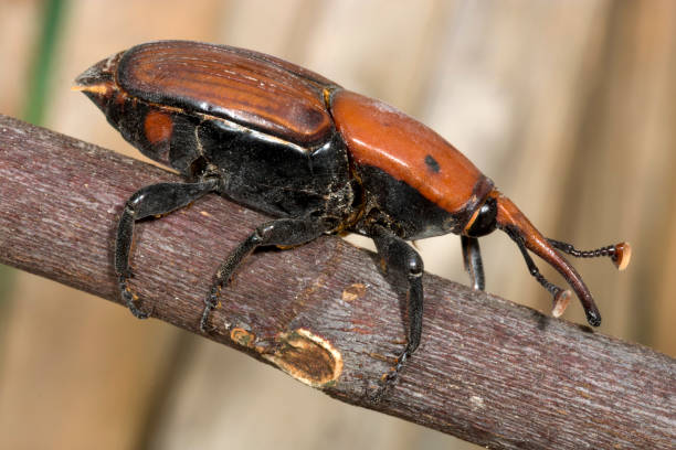 istock Palm Weevil beetle close up photo 1007431438