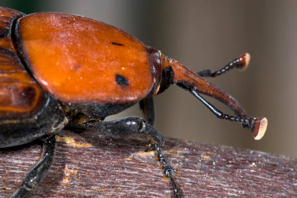 istock Palm Weevil beetle close up photo 1007431460