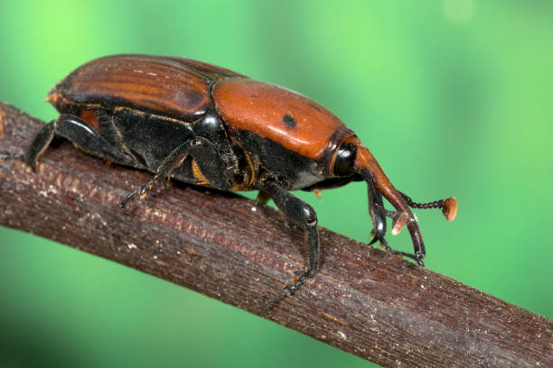istock Palm Weevil beetle close up photo 1007431496