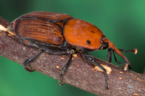 istock Palm Weevil beetle close up photo 1007431510