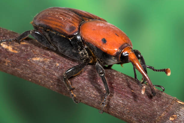 istock Palm Weevil beetle close up photo 1007431520