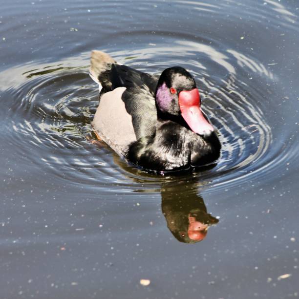 istock A picture of a Rosybill Duck 1007437874