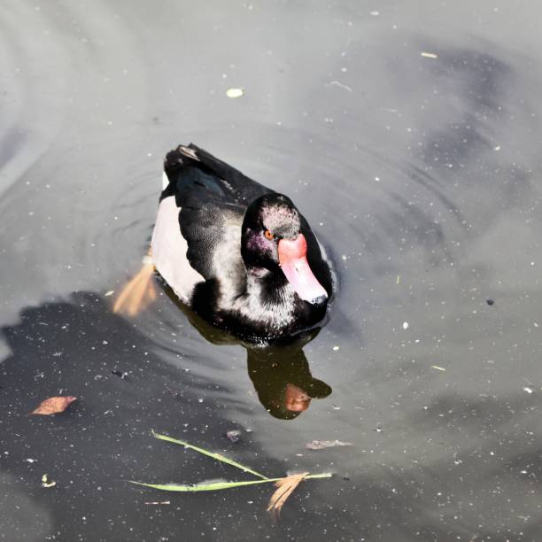 A picture of a Rosybill Duck