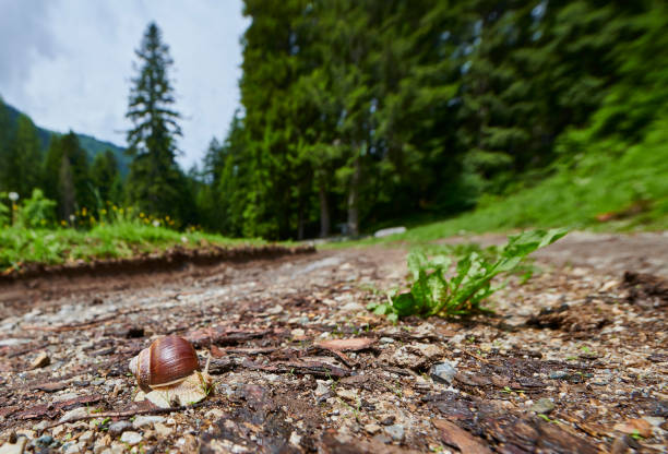 The snail in the mountains of the Caucasus, Armenia