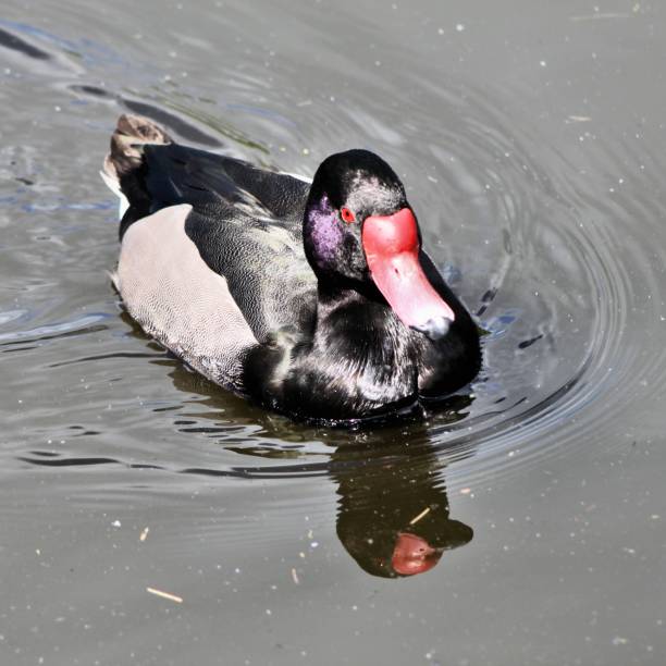 istock A picture of a Rosybill Duck 1007437900