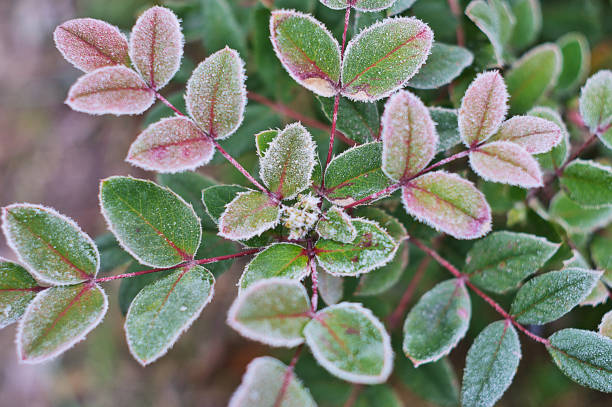 istock White hoarfrost on green leaves of oregon grape 1007438030