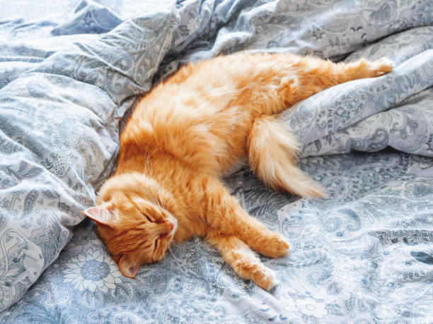 istock Cute ginger cat lying in bed. Fluffy pet dozing. Cozy home background, morning bedtime. 1007438414