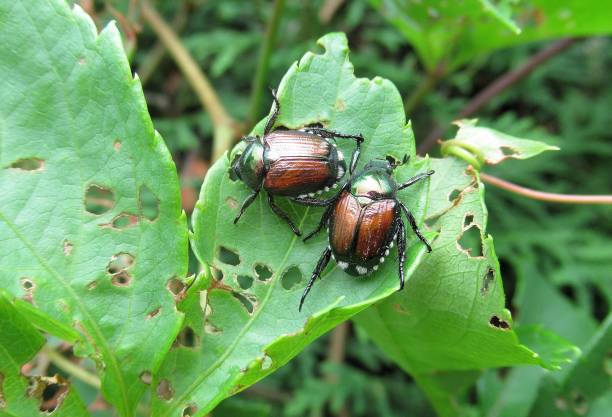 Nature, " Invasive Species; Japanese Beetles, A Pair Eating Leaves". Nature...Two Japanese Beetles are Eating Leaves in a backyard garden. arthropod stock pictures, royalty-free photos & images