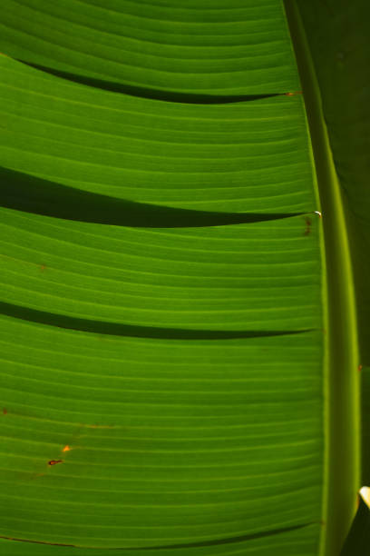 istock Pointy shadows pointing towards midrib on backlit banana leaf 1007440912