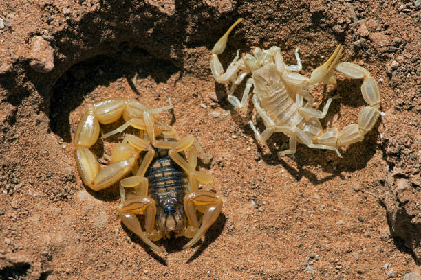 Common Yellow Scorpion (Buthus occitanus) Common Yellow Scorpion next to shed skin molting stock pictures, royalty-free photos & images